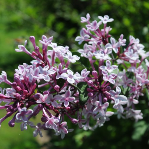 Light-pink flowers with pink buds, brown pedicel and green leaves.