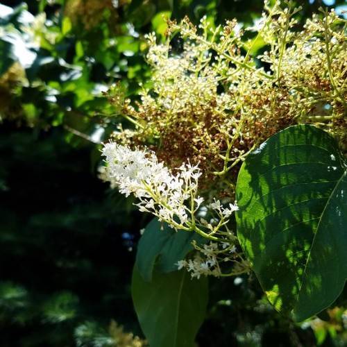 yellow-white flowers with lime stems and green leaves