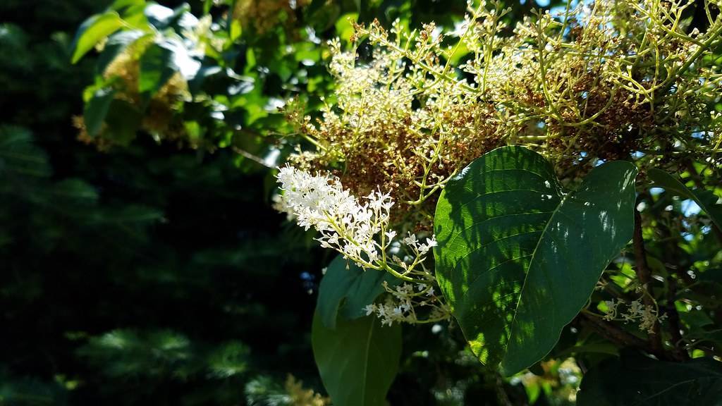 yellow-white flowers with lime stems and green leaves