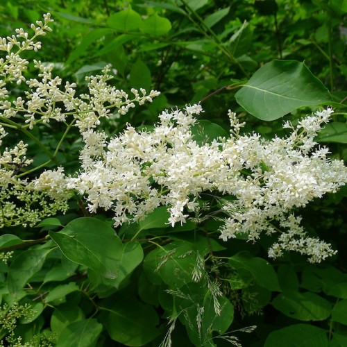 Off-white flowers and buds, lime-green pedicel, midribs and green leaves.