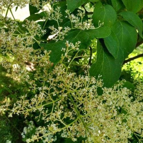 yellow-white flowers with green leaves and lime stems