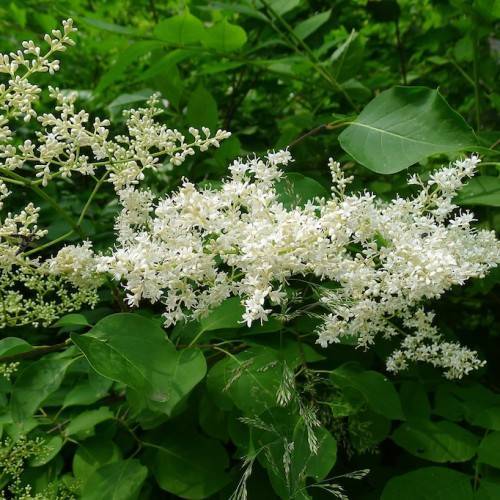cream-white flowers with green leaves and light-green stems
