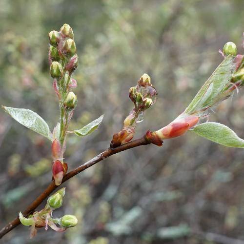 Brown stem with tiny white flowers and green-white leaves.