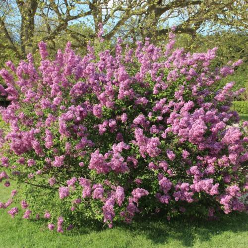pink flowers with green leaves and brown stems