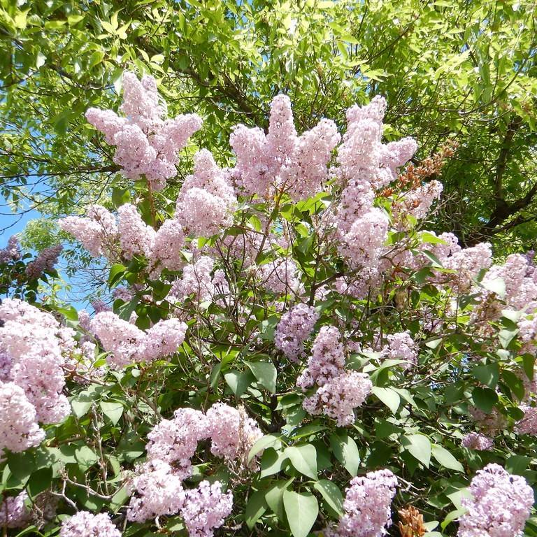 Common Lilac Image