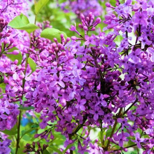 purple-pink flowers with pink buds, brown branches and lime leaves