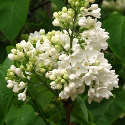 cream-white flowers with lime-white buds, green leaves and brown stems