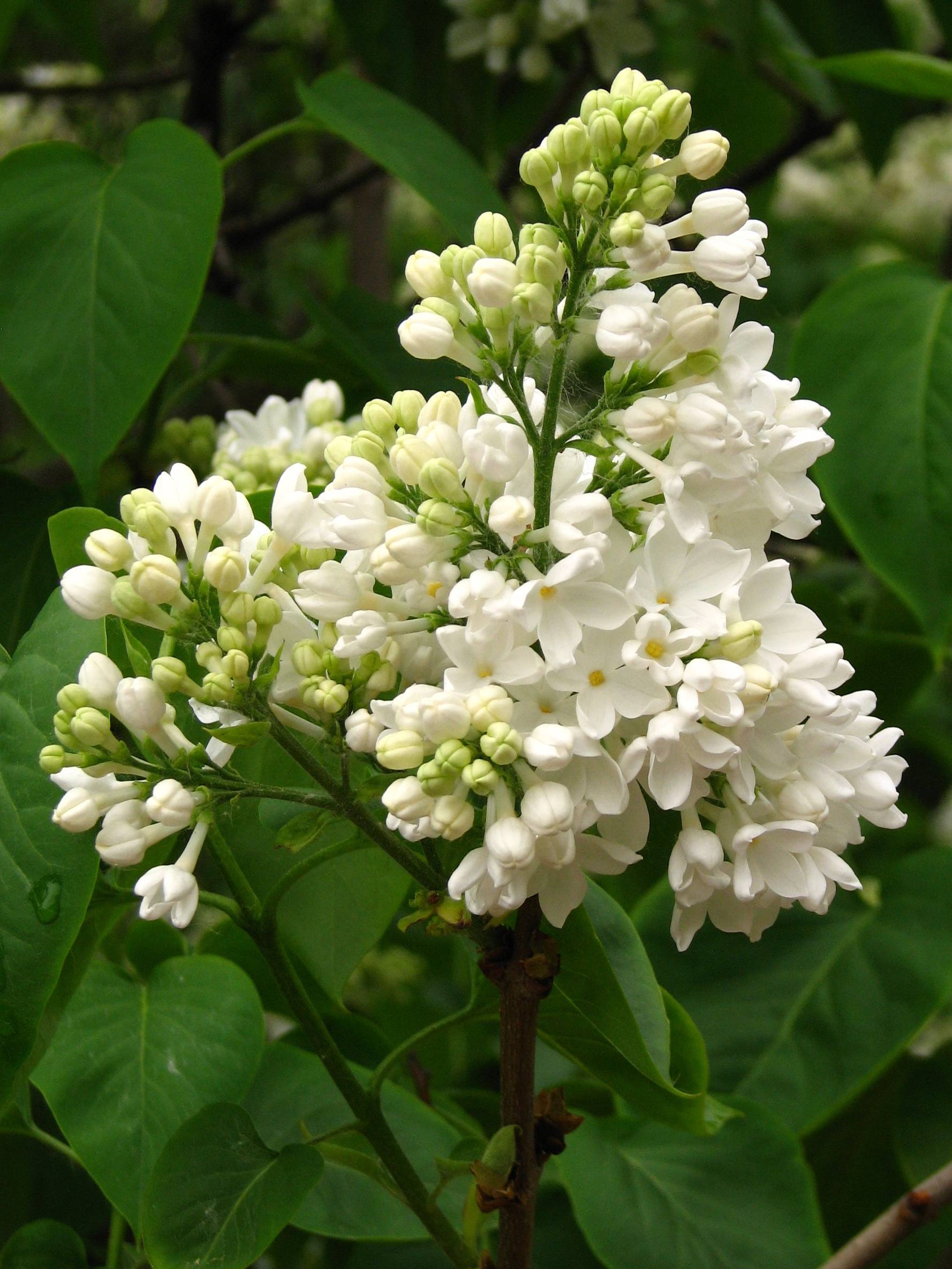 cream-white flowers with lime-white buds, green leaves and brown stems