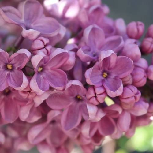 pink-plum flowers with yellow center