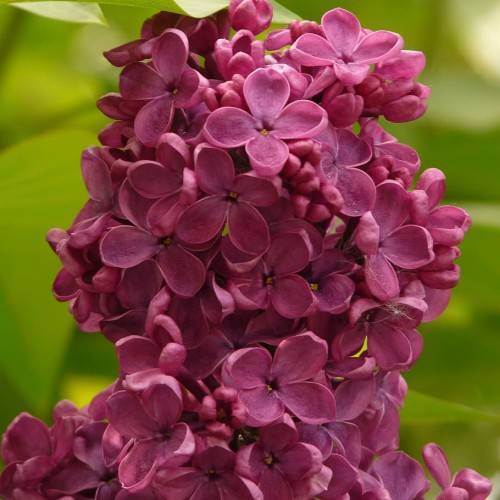 pink-burgundy flowers with yellow center and lime leaves