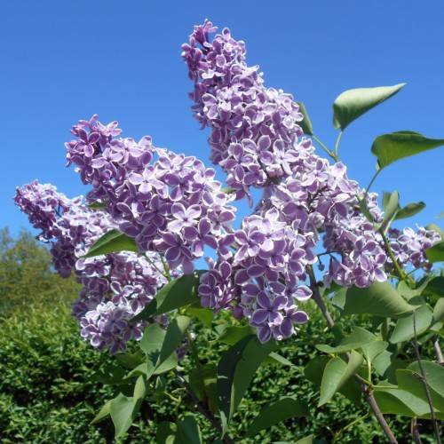 lavender-purple flowers with green leaves and light-brown stems
