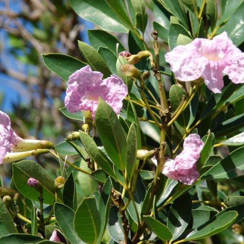 light-pink flowers with yellow-pink buds, green leaves and yellow-olive stems