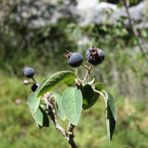 navy-blue fruits with green leaves and light-brown branches