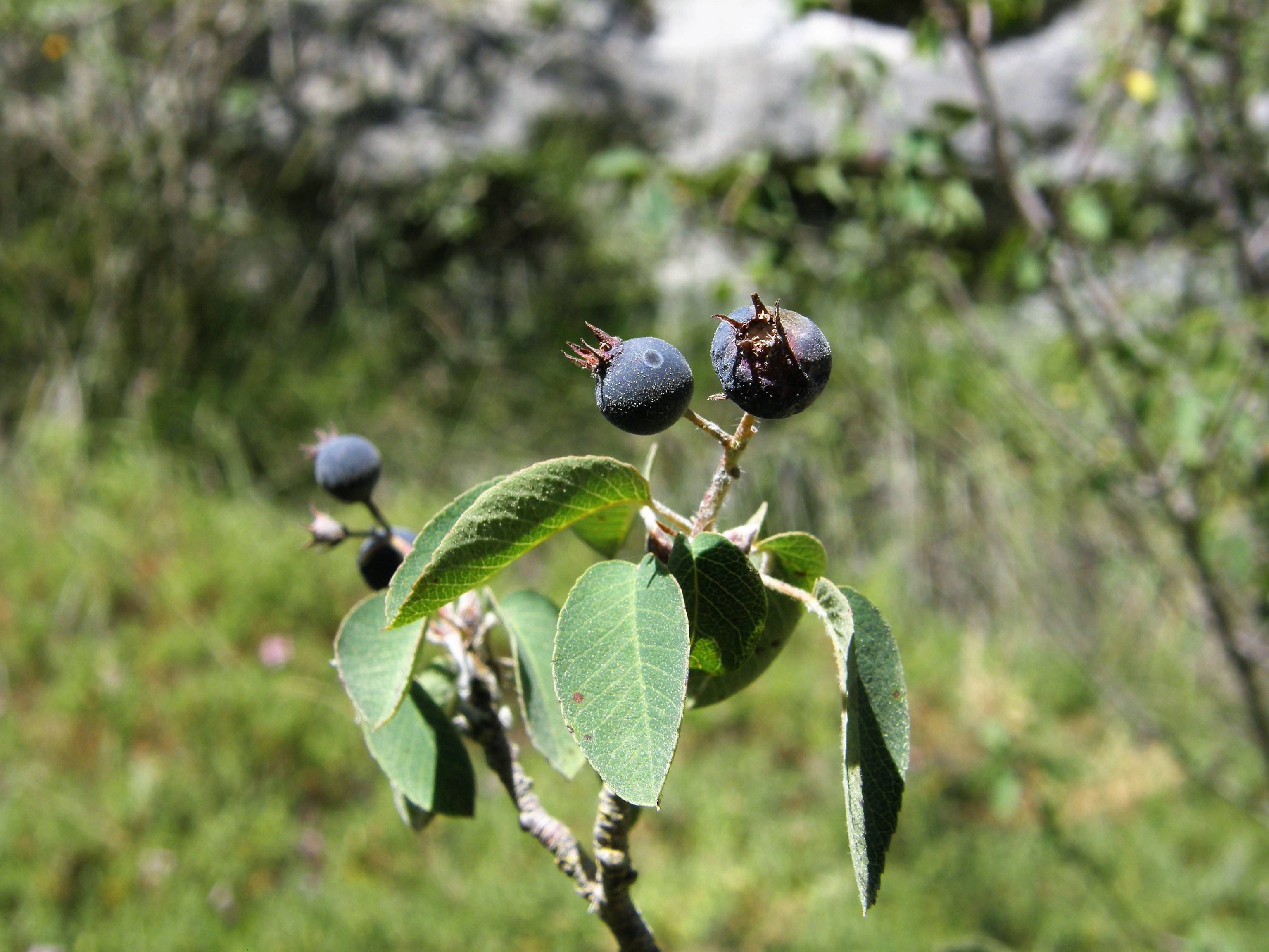 navy-blue fruits with green leaves and light-brown branches