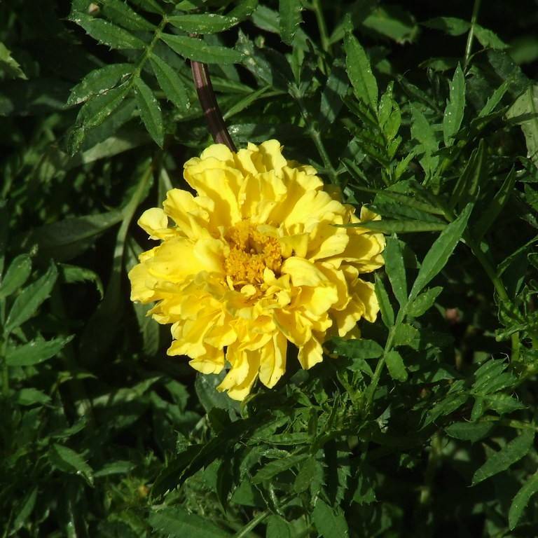 African Marigold Image