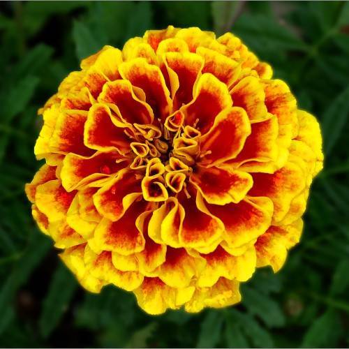 yellow-orange flowers with green leaves