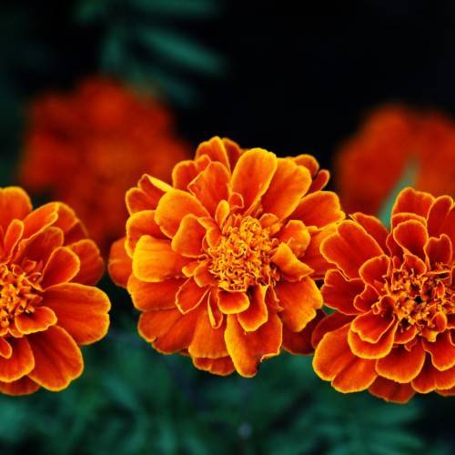 red-yellow flowers with dark-green leaves