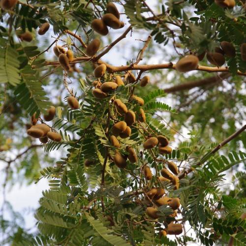 brown fruits with brown branches and olive leaves