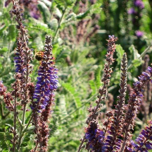 Green leaves and violet-blue flowers growing on tall green stems.