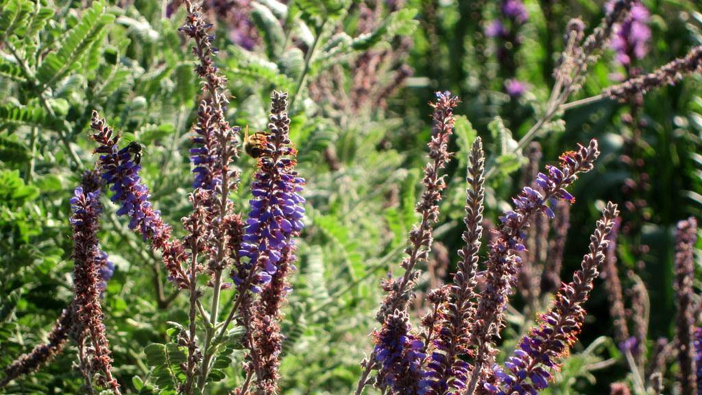 Green leaves and violet-blue flowers growing on tall green stems.