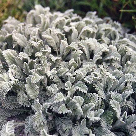 silver-green foliage