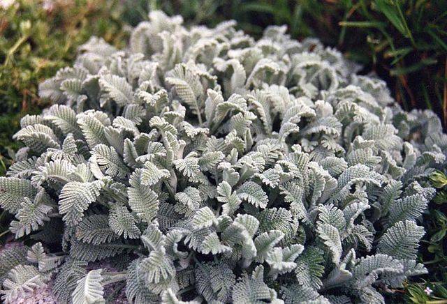 silver-green foliage
