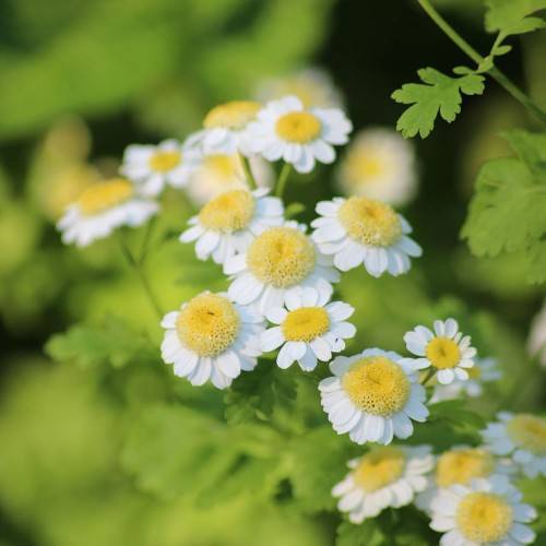 white flowers with yellow center, lime leaves and stems