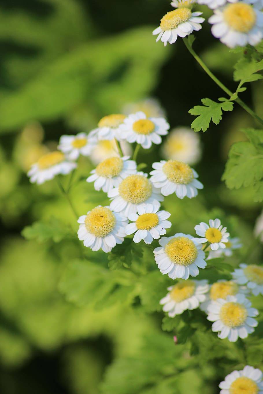 white flowers with yellow center, lime leaves and stems