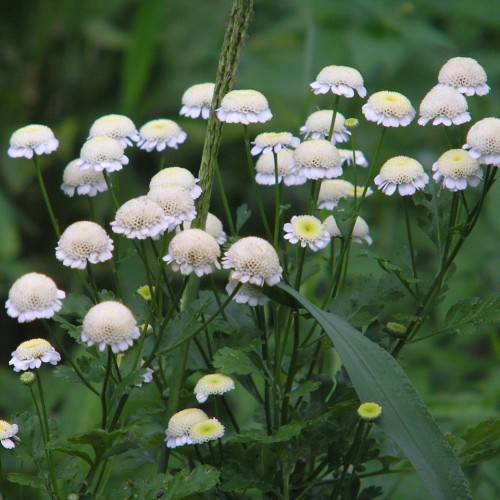cream-white flowers with cream-yellow center, green leaves and stems