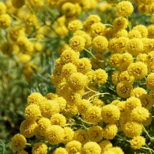 yellow flowers with green leaves and yellow stems