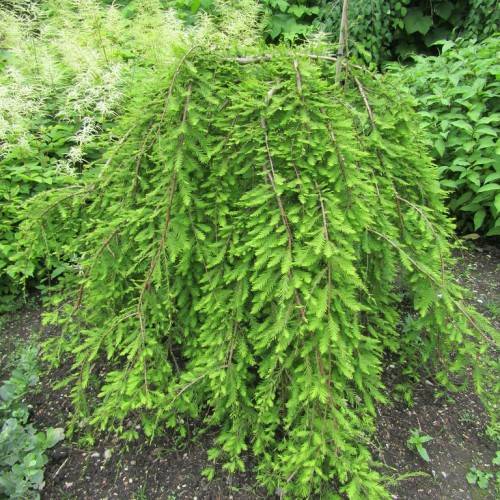 lush-green foliage with brown stems