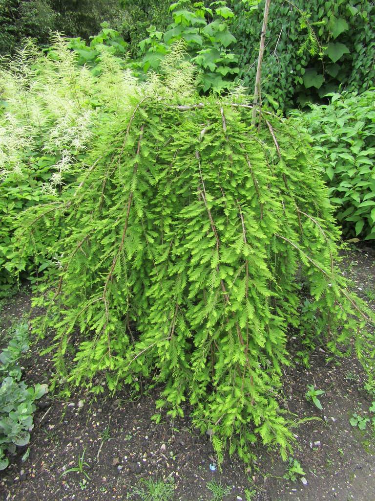 lush-green foliage with brown stems