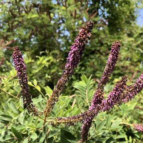 Green leaves and spikes of dark purple flowers on yellow stems.