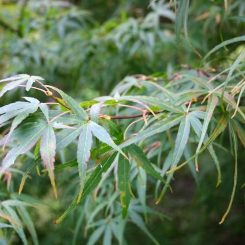 A tree featuring green-pink-red leaves on pink-red stems.