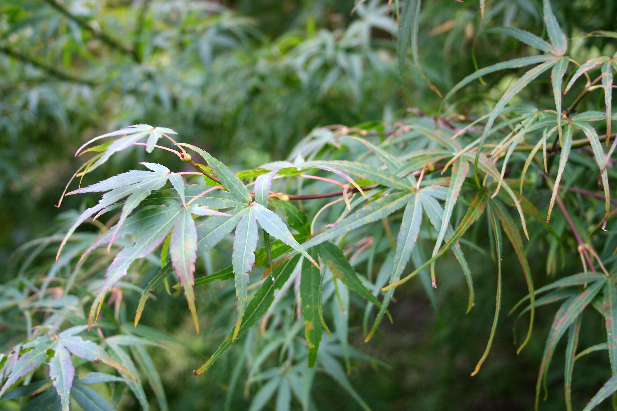A tree featuring green-pink-red leaves on pink-red stems.