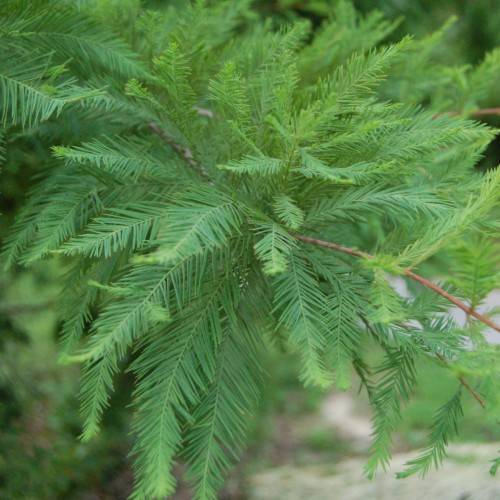 green foliage with brown stems