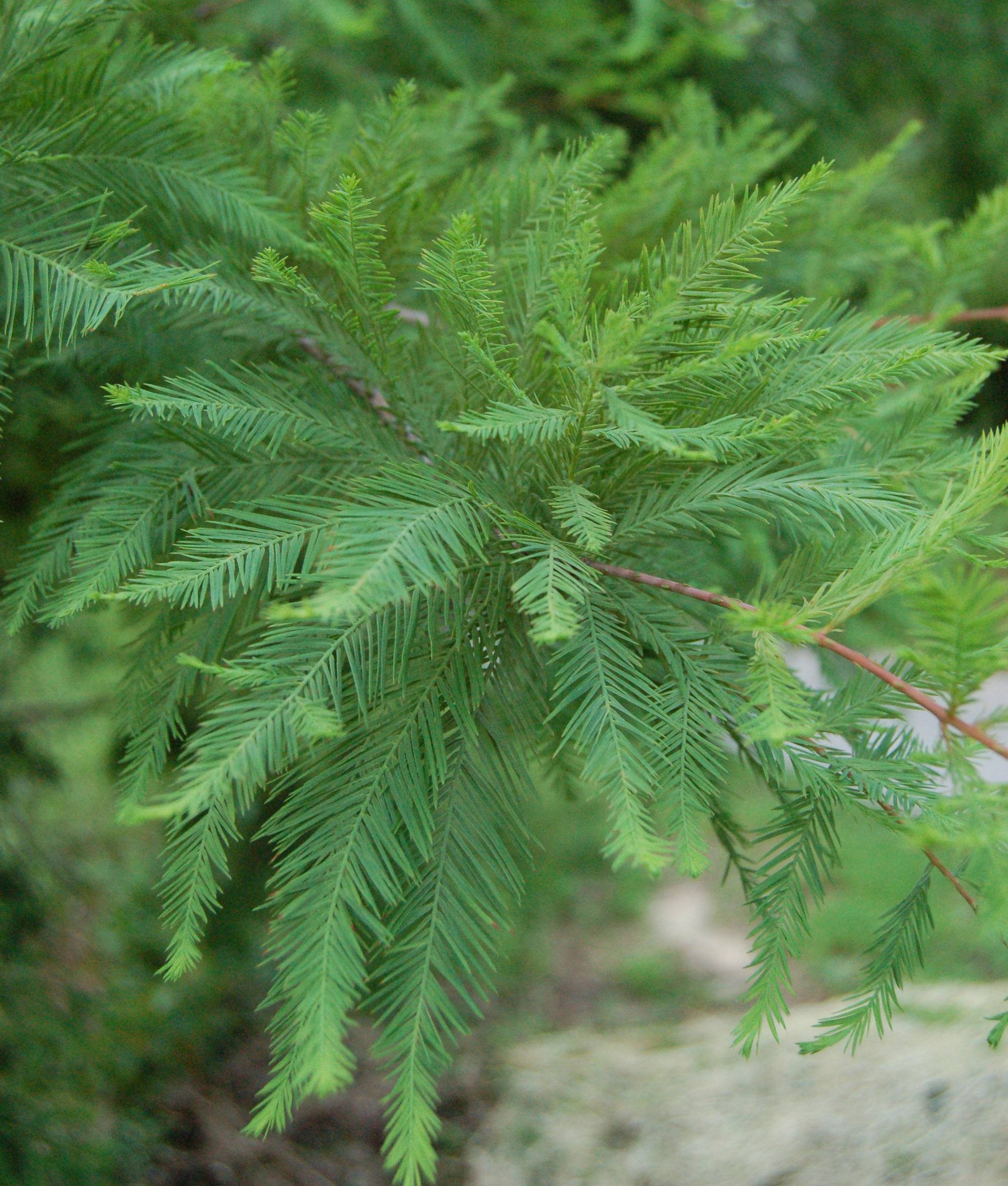 green foliage with brown stems