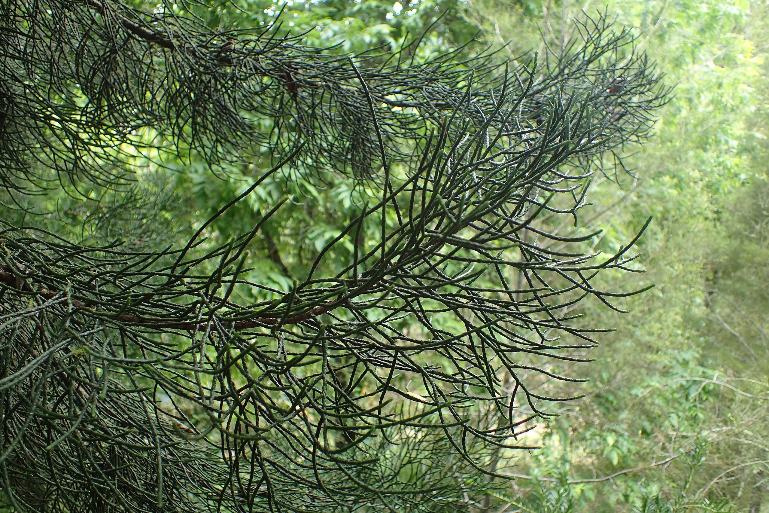 dark-green foliage with brown branches