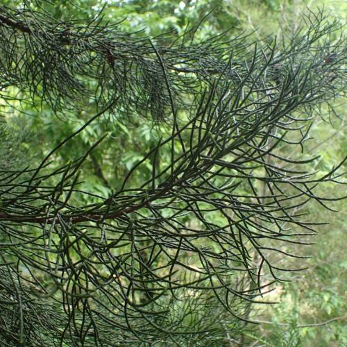 dark-green foliage with brown branches