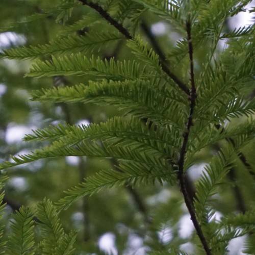 olive foliage with dark-brown branches