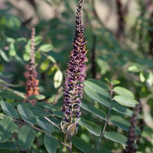 dark-purple flowers with dark-green leaves and brown stems