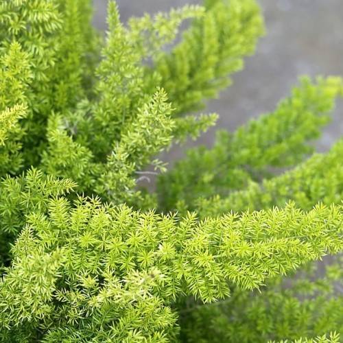 lime foliage and stems

