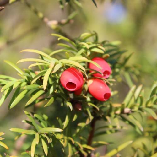 red fruits with lime leaves and brown stems