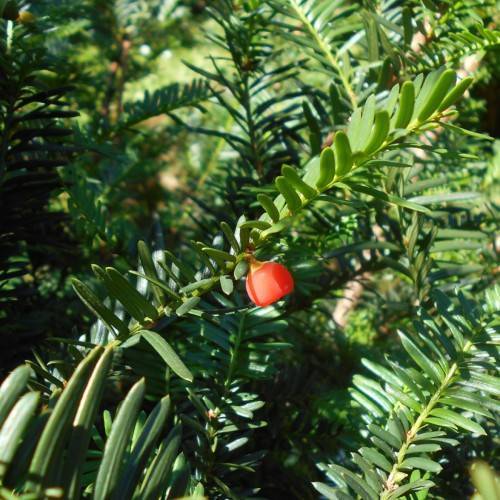 lime-green leaves, stems and bright-red fruit