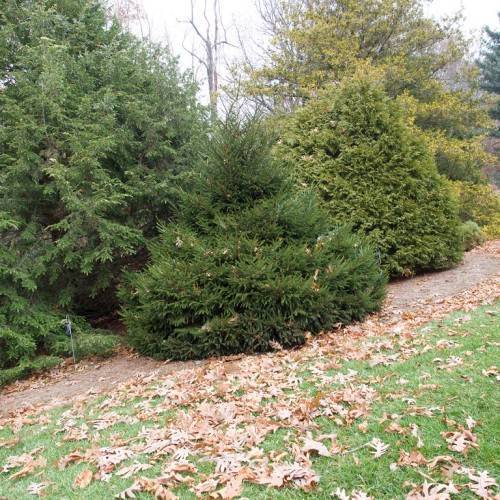 green shrubs