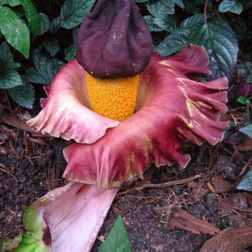 A large maroon-white flower with a yellow center.