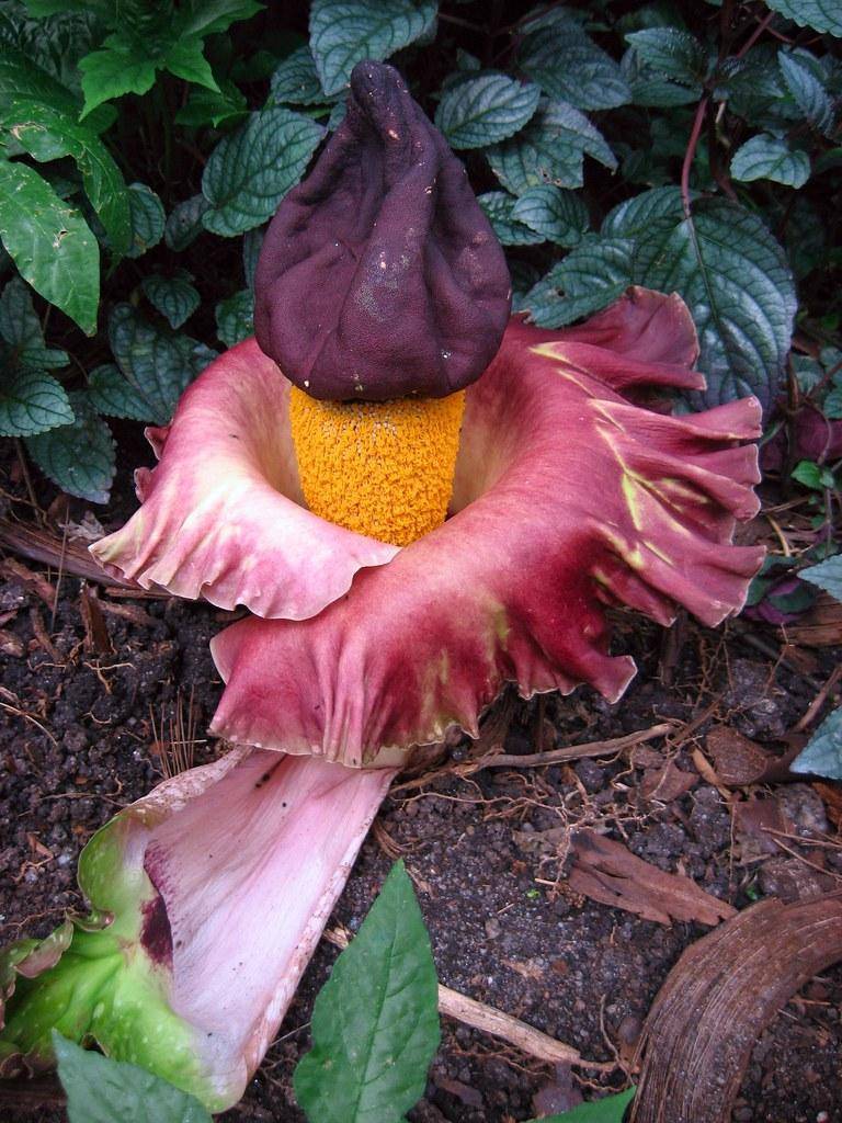  A large maroon-white flower with a yellow center.