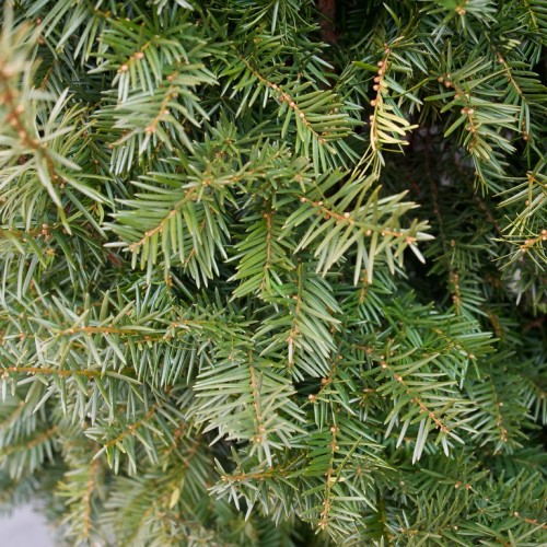 Silver-lime leaves with light-brown stem.