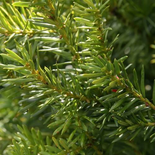 lime-olive leaves and lime-brown stems