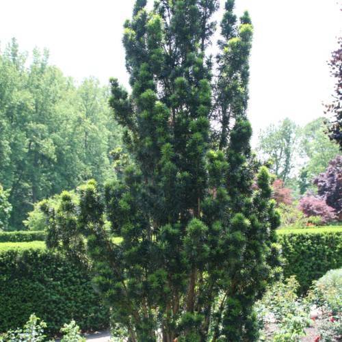 dark-green foliage on brown branches and trunks
